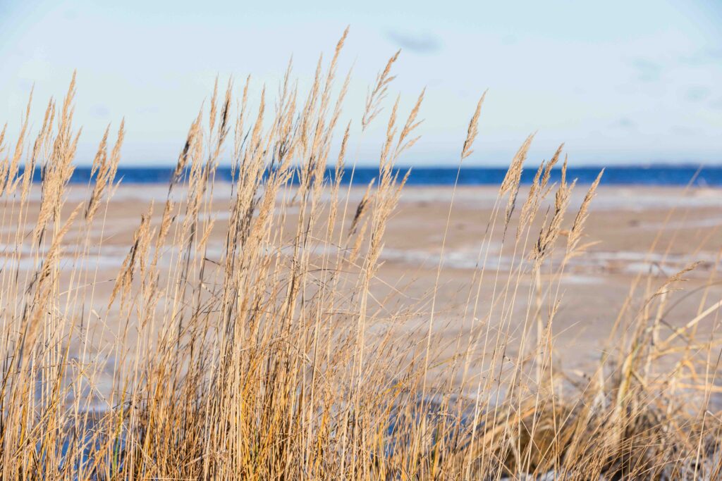 Winter,Beach,Landscape,,Gulf,Of,Finland,On,A,Sunny,Day